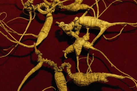 Image: 2018-08/american-ginseng-2.jpg